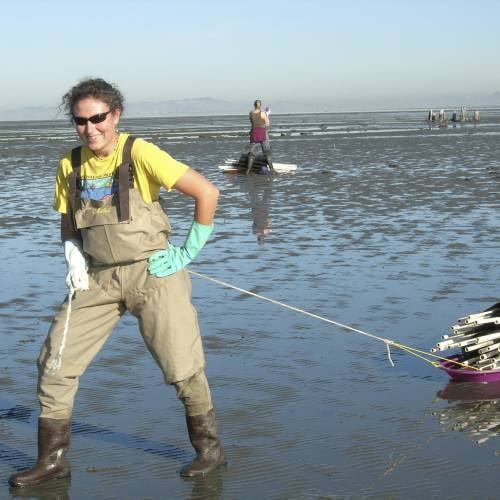 Heidi dragging a sledge on a tidal flat